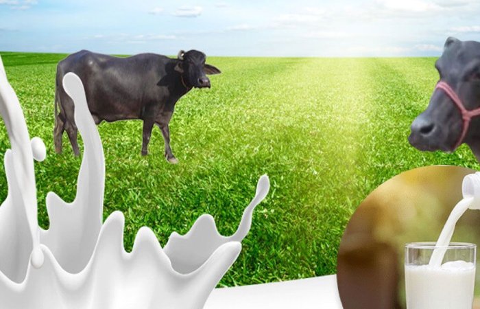 What is Wellhealthorganic Buffalo Milk